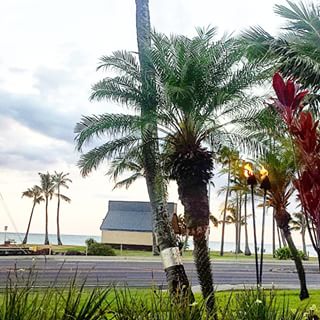 Instagram photo by jann_bam - #AlohaFriday #sunset #dinner view. 🌴 #Hawaii #hilife #luckywelivehawaii
